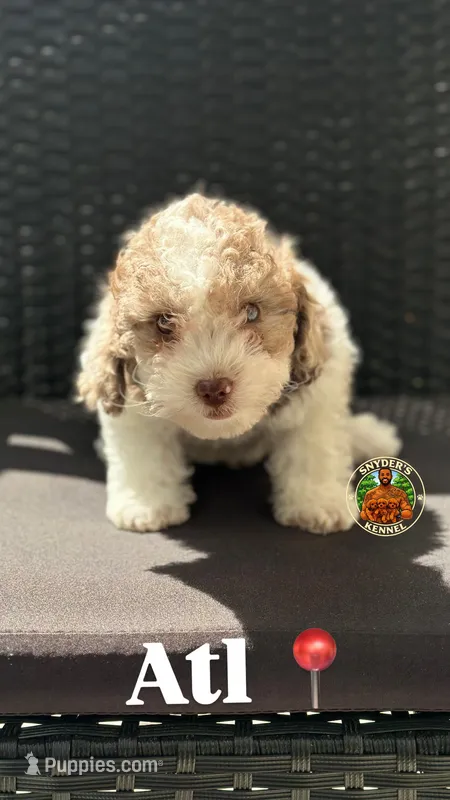 Smore – Poodle - Toy  puppy for sale in Acworth, GA