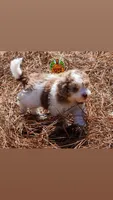 Smore, a male Poodle - Toy  for sale in Acworth, GA – Photo 5 of 5