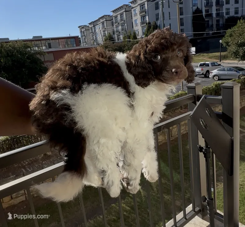 Blue male – Poodle - Miniature  puppy for sale in Acworth, GA