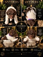 Purple, a female Poodle - Miniature  for sale in Acworth, GA – 2 of 2