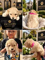 Pink Female, a female Poodle - Miniature  for sale in Acworth, GA – 2 of 2