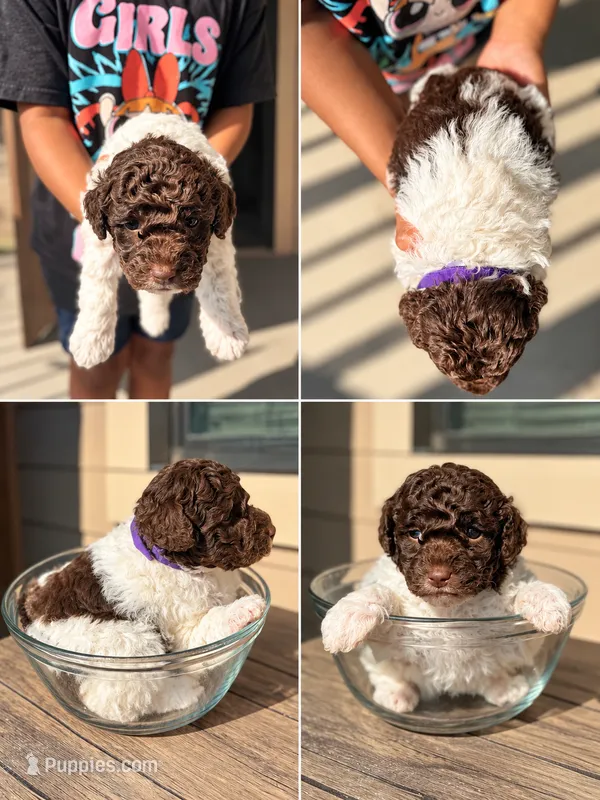 Purple – Poodle - Miniature  puppy for sale in Acworth, GA