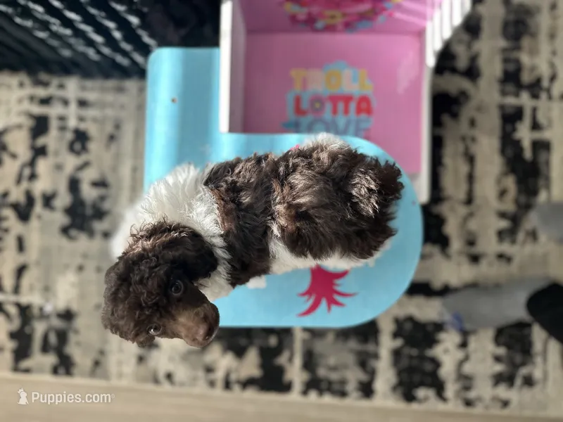 Purple – Poodle - Miniature  puppy for sale in Acworth, GA