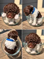 Blue male, a male Poodle - Miniature  for sale in Acworth, GA – 2 of 2