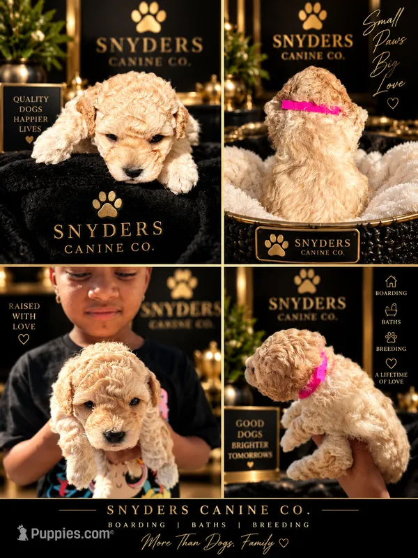 Pink Female – Poodle - Miniature  puppy for sale in Acworth, GA