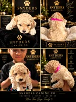 Pink Female, a female Poodle - Miniature  for sale in Acworth, GA – 1 of 2