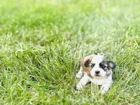 Charlie , a male Shichon for sale in Rock Valley, IA – 4 of 4