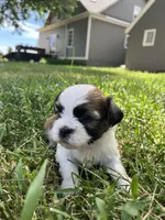 Duke , a male Shih Tzu for sale in Rock Valley, IA – 2 of 2