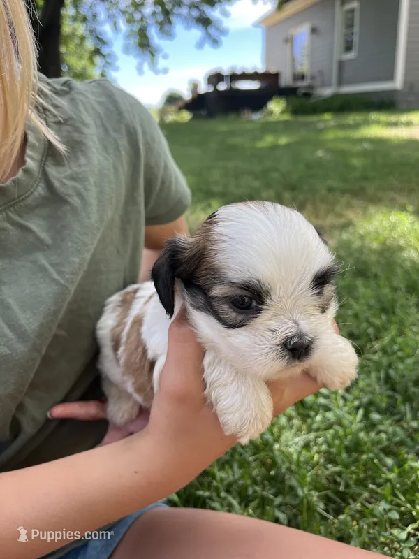 Snickers  – Shih Tzu puppy for sale in Rock Valley, IA