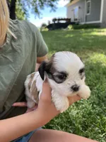 Snickers , a male Shih Tzu for sale in Rock Valley, IA – 1 of 1