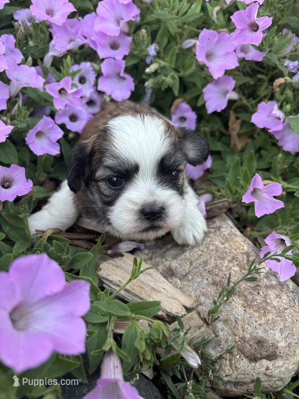 Charlie  – Shichon puppy for sale in Rock Valley, IA