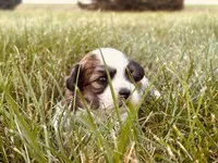 Charlie , a male Shichon for sale in Rock Valley, IA – 3 of 4