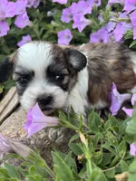 Charlie , a male Shichon for sale in Rock Valley, IA – 2 of 4