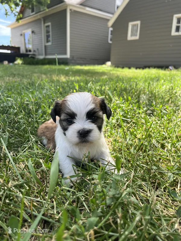 Duke  – Shih Tzu puppy for sale in Rock Valley, IA