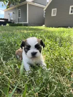 Duke , a male Shih Tzu for sale in Rock Valley, IA – 1 of 2