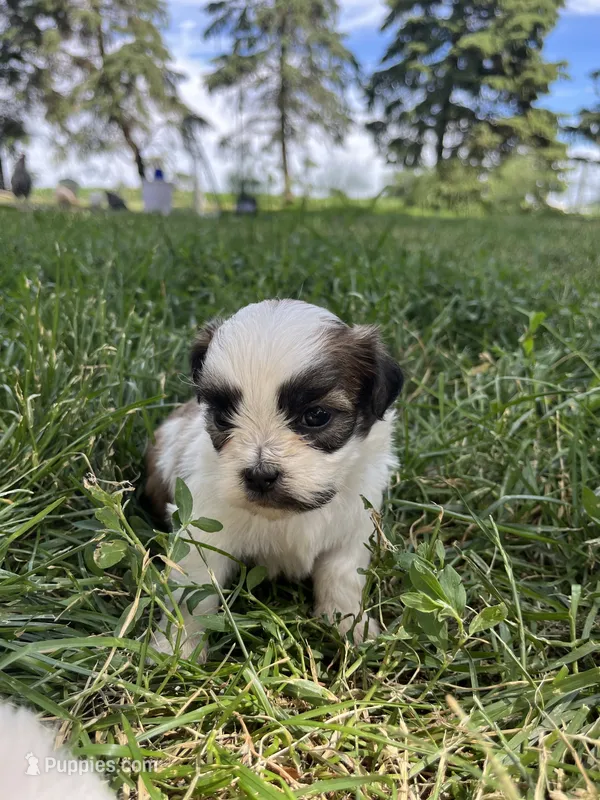 Cooper  – Shih Tzu puppy on hold in Rock Valley, IA