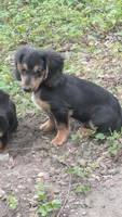 Prince, a male Dachshund and Chihuahua for sale in Marshall, MO – 4 of 5