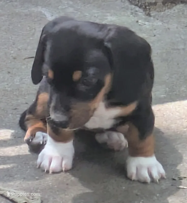 Precious  – Dachshund, Chihuahua puppy for sale in Marshall, MO