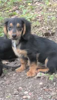 Prince, a male Dachshund and Chihuahua for sale in Marshall, MO – 5 of 5