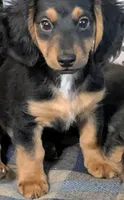 Prince, a male Dachshund and Chihuahua for sale in Marshall, MO – 1 of 2