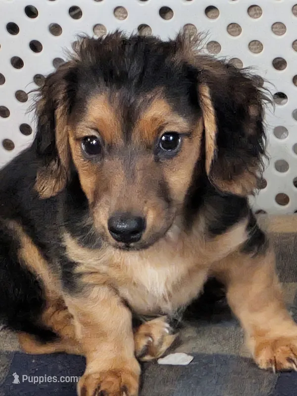Penny – Dachshund, Chihuahua puppy for sale in Marshall, MO