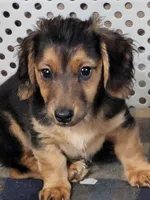 Penny, a female Dachshund and Chihuahua for sale in Marshall, MO – 1 of 2