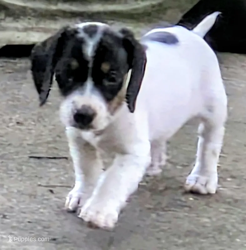Pearl – Dachshund, Chihuahua puppy for sale in Marshall, MO