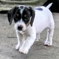 Pearl, a female Dachshund and Chihuahua for sale in Marshall, MO – 1 of 2