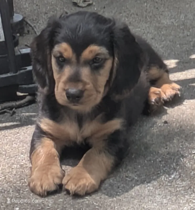 Roscoe  – Dachshund, Chihuahua puppy for sale in Marshall, MO
