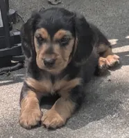 Roscoe , a male Dachshund and Chihuahua for sale in Marshall, MO – 1 of 2