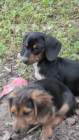 Precious, a female Dachshund and Chihuahua for sale in Marshall, MO – 4 of 4