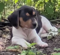 Champ, a male Dachshund and Chihuahua for sale in Marshall, MO – 1 of 2