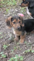 Penny, a female Dachshund and Chihuahua for sale in Marshall, MO – 4 of 4
