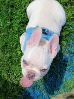 Cnote, a male French Bulldog for sale in Berkeley, CA – Photo 2 of 4