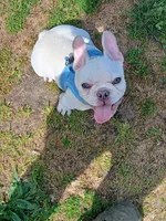 Cnote, a male French Bulldog for sale in Berkeley, CA – Photo 3 of 4