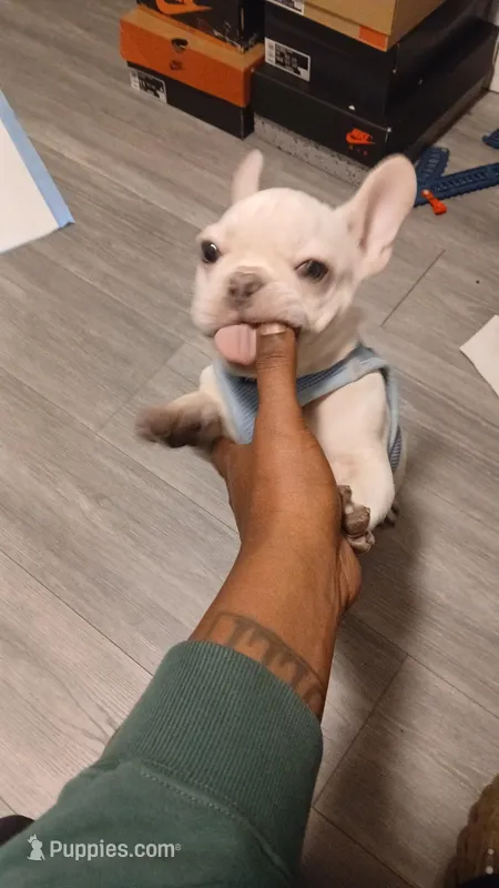 Cnote – French Bulldog puppy for sale in Berkeley, CA
