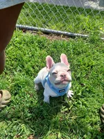 Cnote, a male French Bulldog for sale in Berkeley, CA – Photo 4 of 4