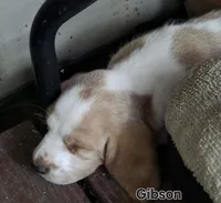 Gibson, a male Basset Hound for sale in Patton, MO – 2 of 5