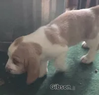Gibson, a male Basset Hound for sale in Patton, MO – 4 of 5