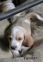 Fender, a male Basset Hound for sale in Patton, MO – 2 of 5