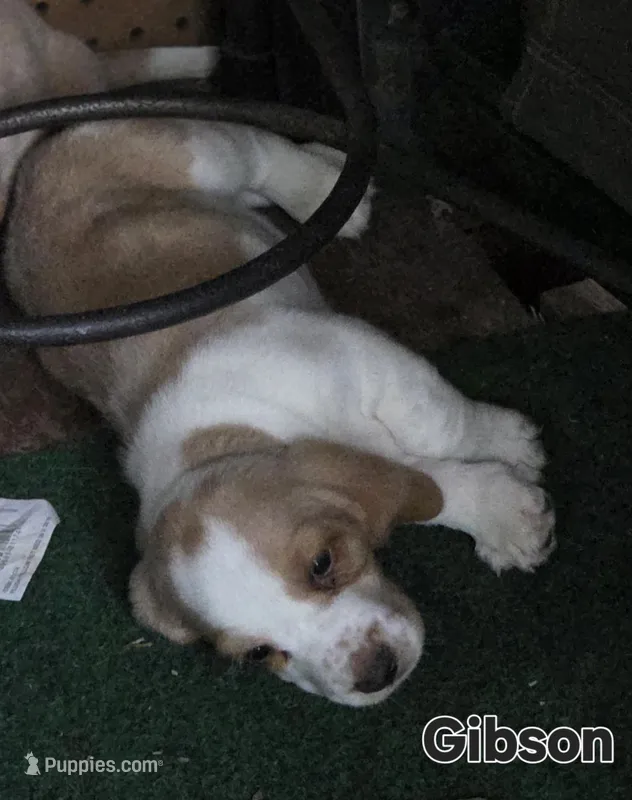 Gibson – Basset Hound puppy for sale in Patton, MO