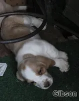 Gibson, a male Basset Hound for sale in Patton, MO – 1 of 5