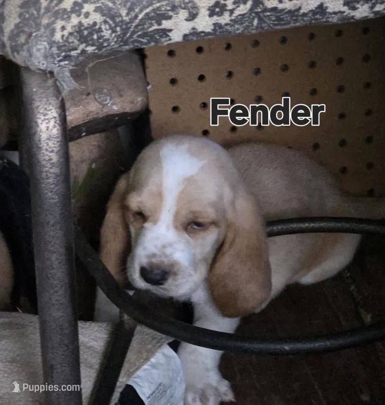 Fender – Basset Hound puppy for sale in Patton, MO
