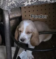 Fender, a male Basset Hound for sale in Patton, MO – 1 of 5