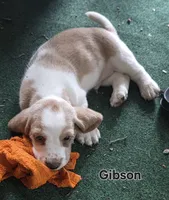 Gibson, a male Basset Hound for sale in Patton, MO – 5 of 5