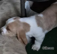 Gibson, a male Basset Hound for sale in Patton, MO – 3 of 5