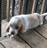 Fender, a male Basset Hound for sale in Patton, MO – 5 of 5