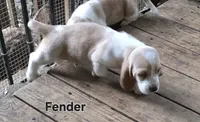 Fender, a male Basset Hound for sale in Patton, MO – 4 of 5