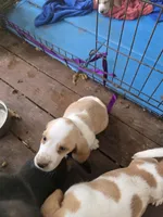 Fender, a male Basset Hound for sale in Patton, MO – 3 of 5