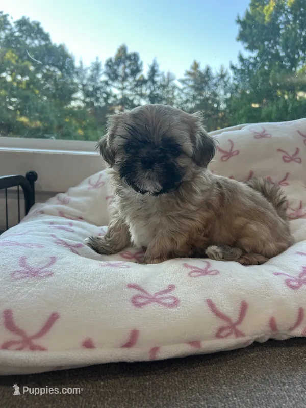 Oden  – Maltese, Shih Tzu puppy for sale in Pierz, MN